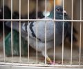 Capture de pigeon à Deux-Montagnes