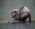 Exterminateur de castor à Deux-Montagnes