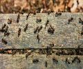 Exterminateur de fourmis à Deux-Montagnes