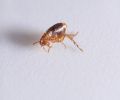Exterminateur de puces à Deux-Montagnes