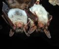 Capture de chauve souris à Deux-Montagnes