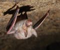 Extermination chauve-souris Deux-Montagnes