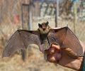 Capture de chauve souris à Deux-Montagnes