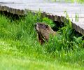 Exterminateur de marmotte à Deux-Montagnes