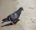 Capture pigeon Deux-Montagnes