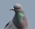 Extermination de pigeon à Deux-Montagnes