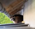 Capture raton laveur Deux-Montagnes