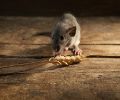 Exterminateur de souris à Deux-Montagnes